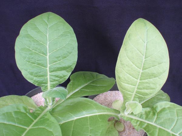 Thumbnail image for Tobacco - Sulfur (S) Deficiency